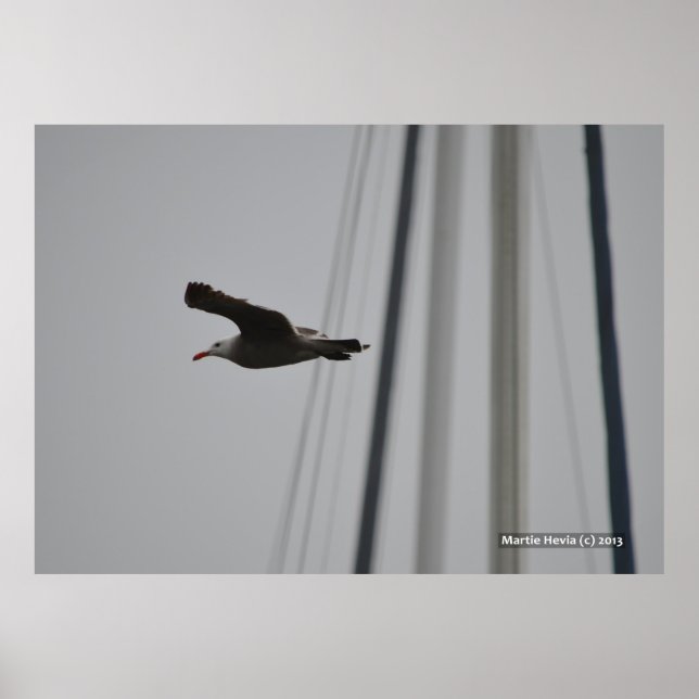 Seagull im Flug III Poster (Vorne)