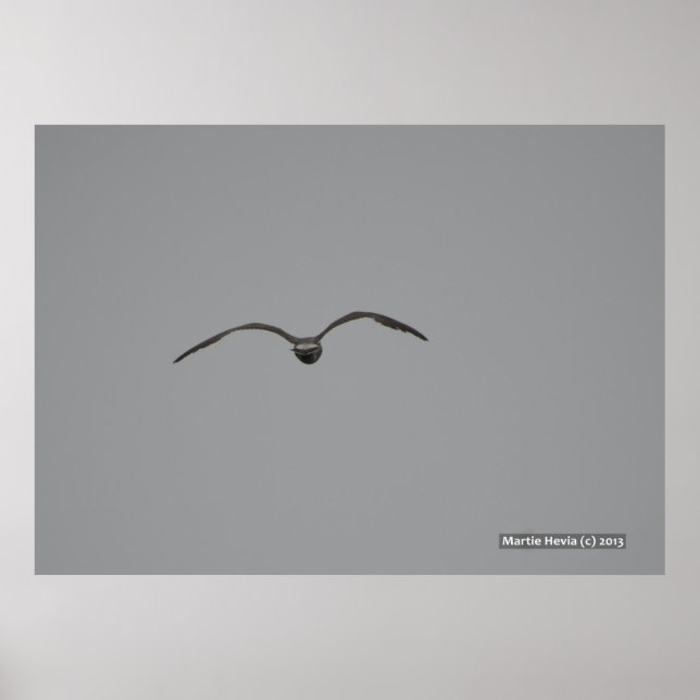 Seagull im Flug Poster (Vorne)