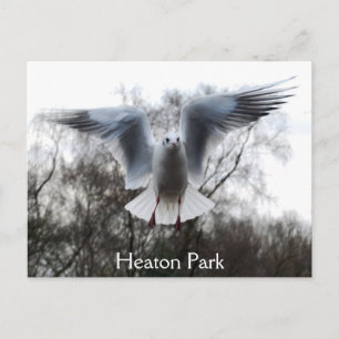 Seagull im Flug Postkarte