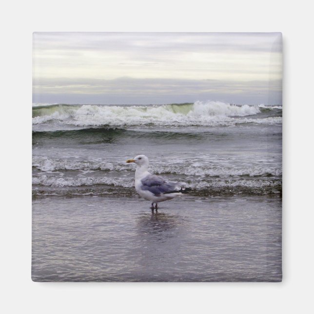 Seagull im Magnet des Ozeans (Vorne)