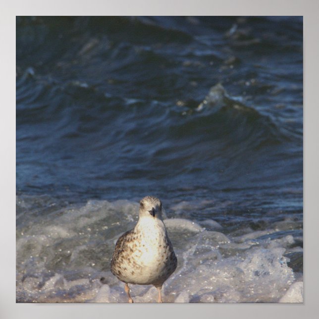 Seagull im Ozeanposter Poster (Vorne)