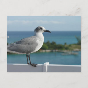 Seagull im Paradies Postkarte