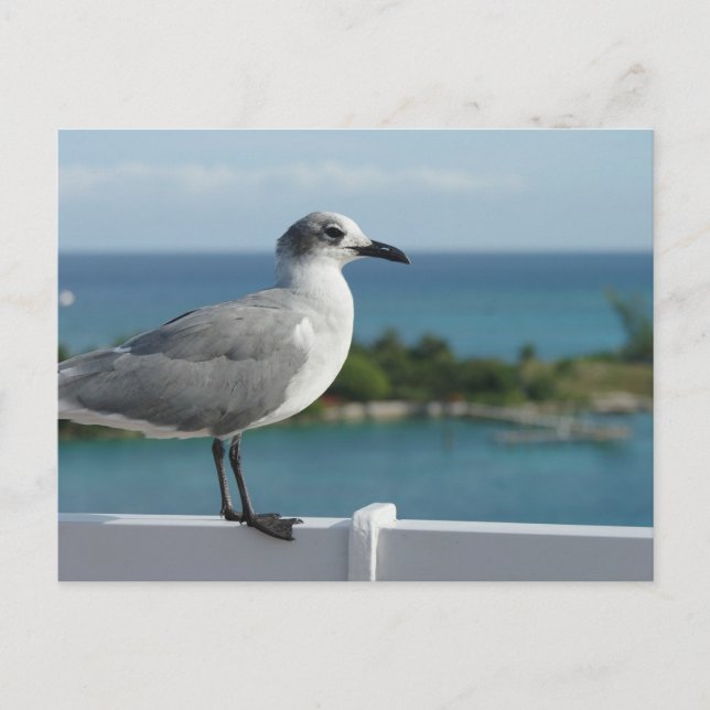 Seagull im Paradies Postkarte (Vorderseite)