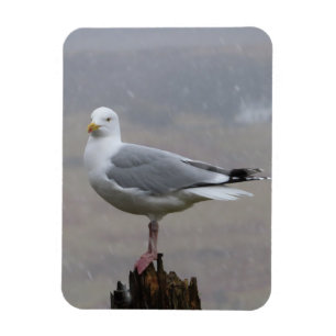 Seagull im schneesicheren, flexiblen Foto Magnet