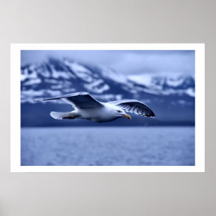 Seagull in Flight Wildlife Art Poster