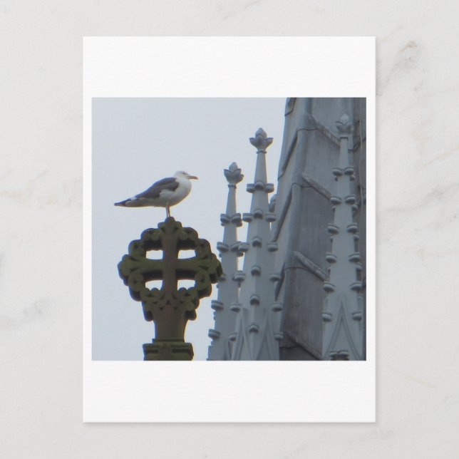Seagull in Glasgow Postkarte (Vorderseite)