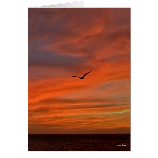Seagull in Sunset - Texas Coast (Vorne)