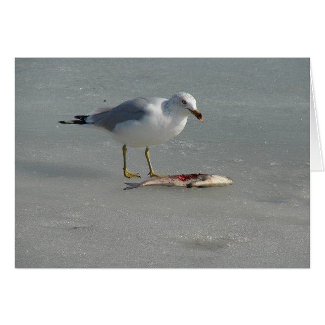 Seagull isst Fisch (Vorderseite (Horizontal))