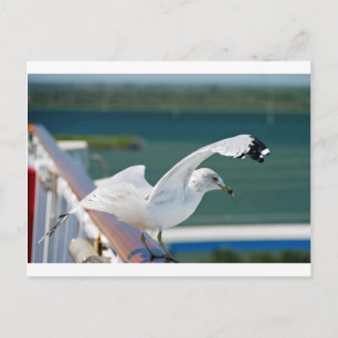 Seagull.JPG Postkarte