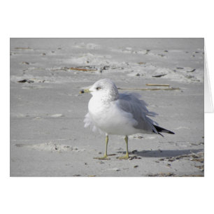 Seagull-Karte
