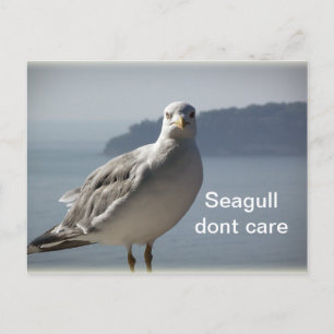 Seagull mag keine Postkarte