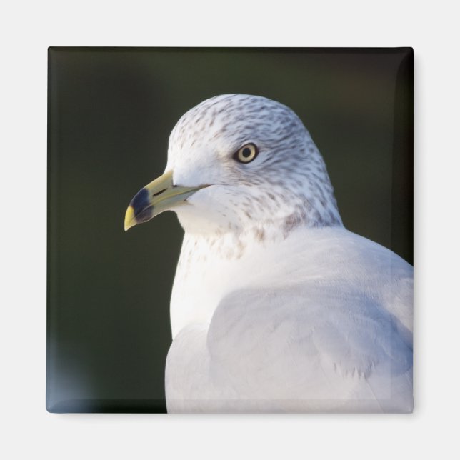 Seagull Magnet (Vorne)
