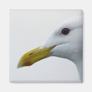 Seagull Magnet 1