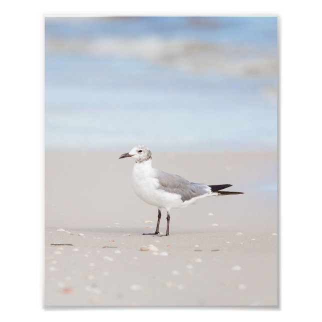 Seagull mit Blue Sea und Seashells Hintergrund Fotodruck (Vorne)