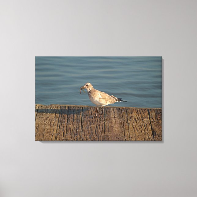 Seagull mit Dragonfly | Tropisches Foto Leinwanddruck (Vorderseite)