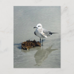 Seagull mit Seetang Postkarte