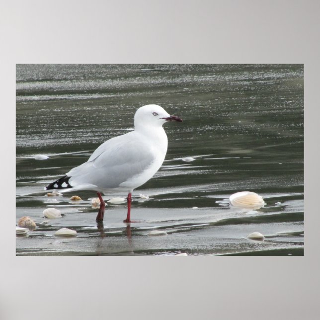 Seagull & Muscheln im Meer Poster (Vorne)