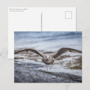 Seagull Nature Foto Postkarte