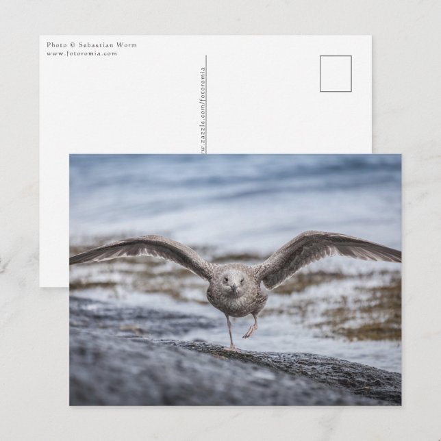 Seagull Nature Foto Postkarte (Vorne/Hinten)