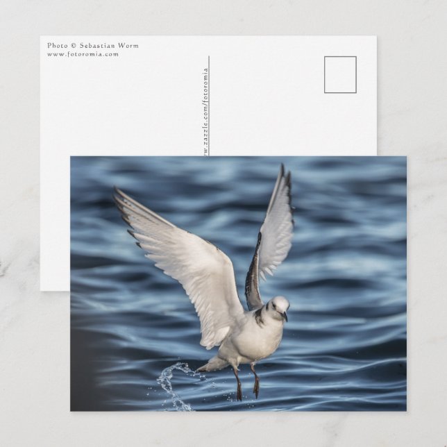 Seagull Nature Foto Postkarte (Vorne/Hinten)