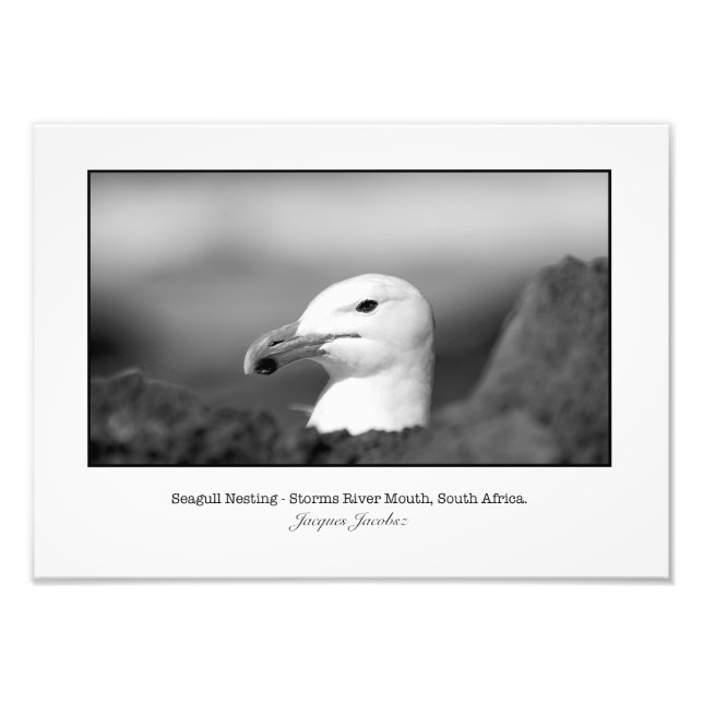 Seagull Nesting Fotodruck (Vorne)