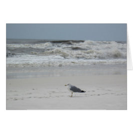 Seagull on the Beach