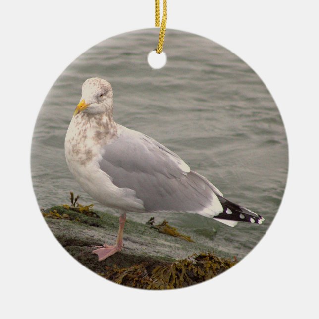 Seagull Photo Ornament  (Vorne)