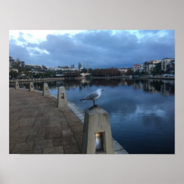 Seagull Photo Poster (Vorne)