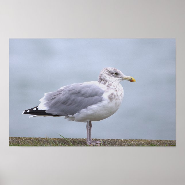 Seagull Photo Poster (Vorne)