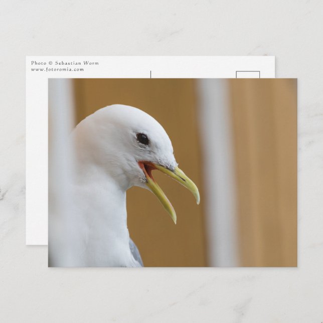 Seagull Portrait Foto Postkarte (Vorne/Hinten)