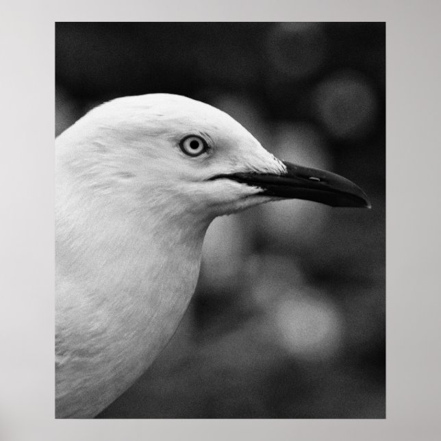 Seagull-Portrait Poster (Vorne)