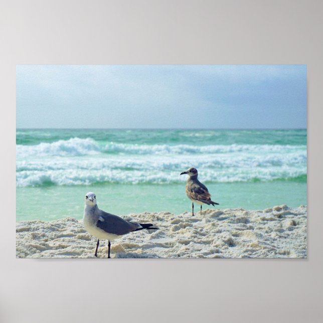 Seagull Posing für Sie Beach Seascape Nature Foto Poster (Vorne)