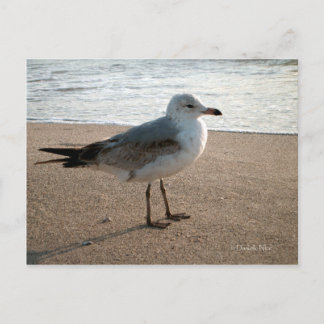 Seagull Postcard Postkarte