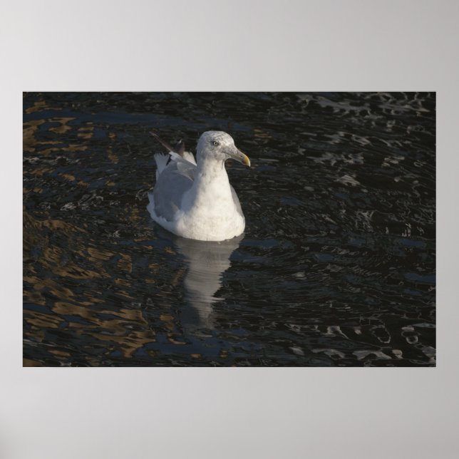 Seagull Poster (Vorne)