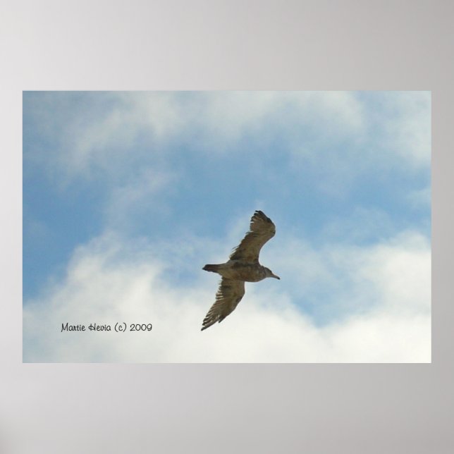 Seagull Poster (Vorne)
