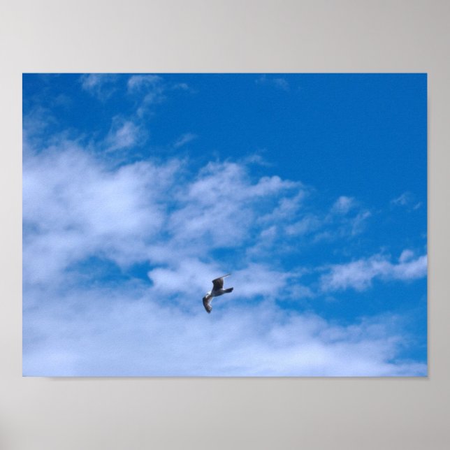 Seagull Poster (Vorne)