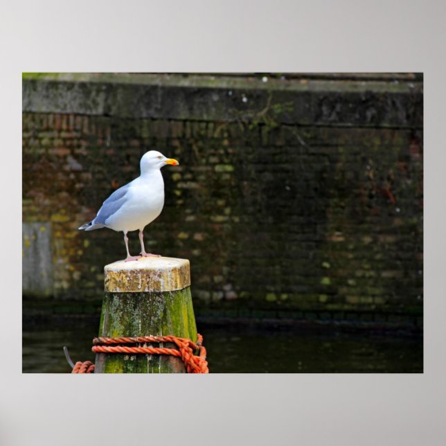 Seagull Poster (Vorne)