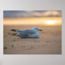 Seagull Poster