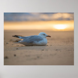 Seagull Poster