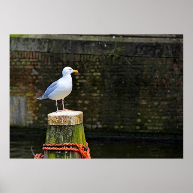 Seagull Poster (Vorne)