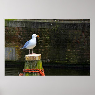 Seagull Poster