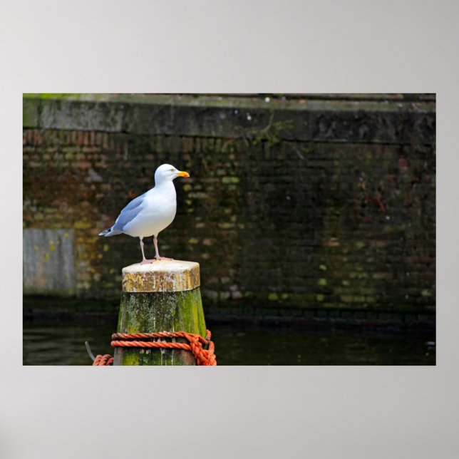 Seagull Poster (Vorne)