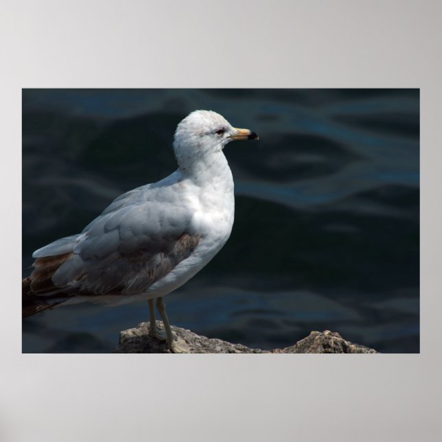 Seagull Poster (Vorne)