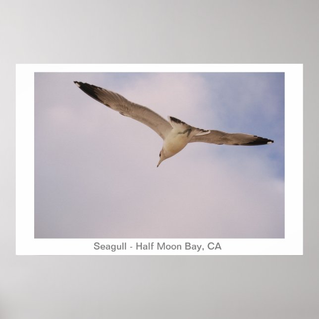 Seagull Poster (Vorne)