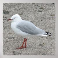 Seagull