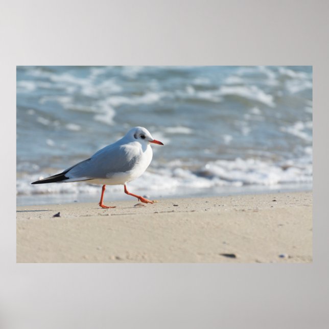 Seagull Poster (Vorne)