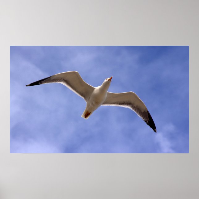 Seagull Poster (Vorne)