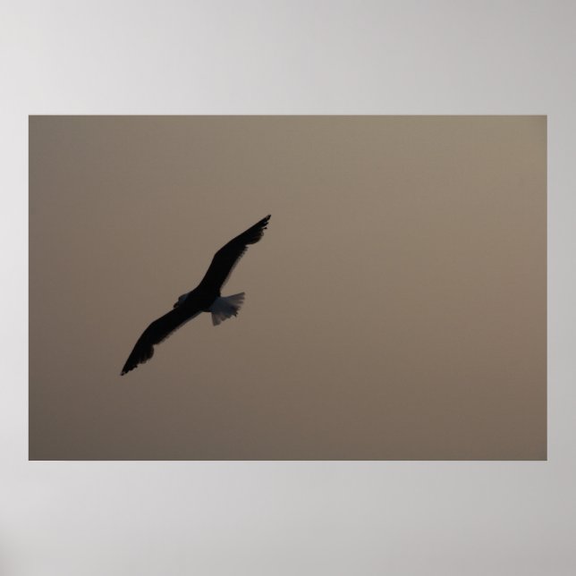 Seagull Poster (Vorne)