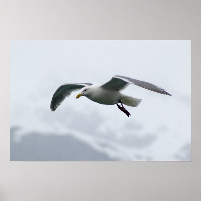 Seagull Poster 2 (Vorne)