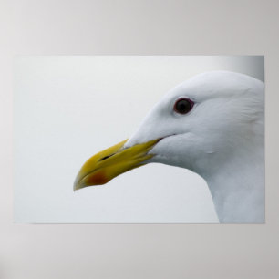 Seagull Poster 6